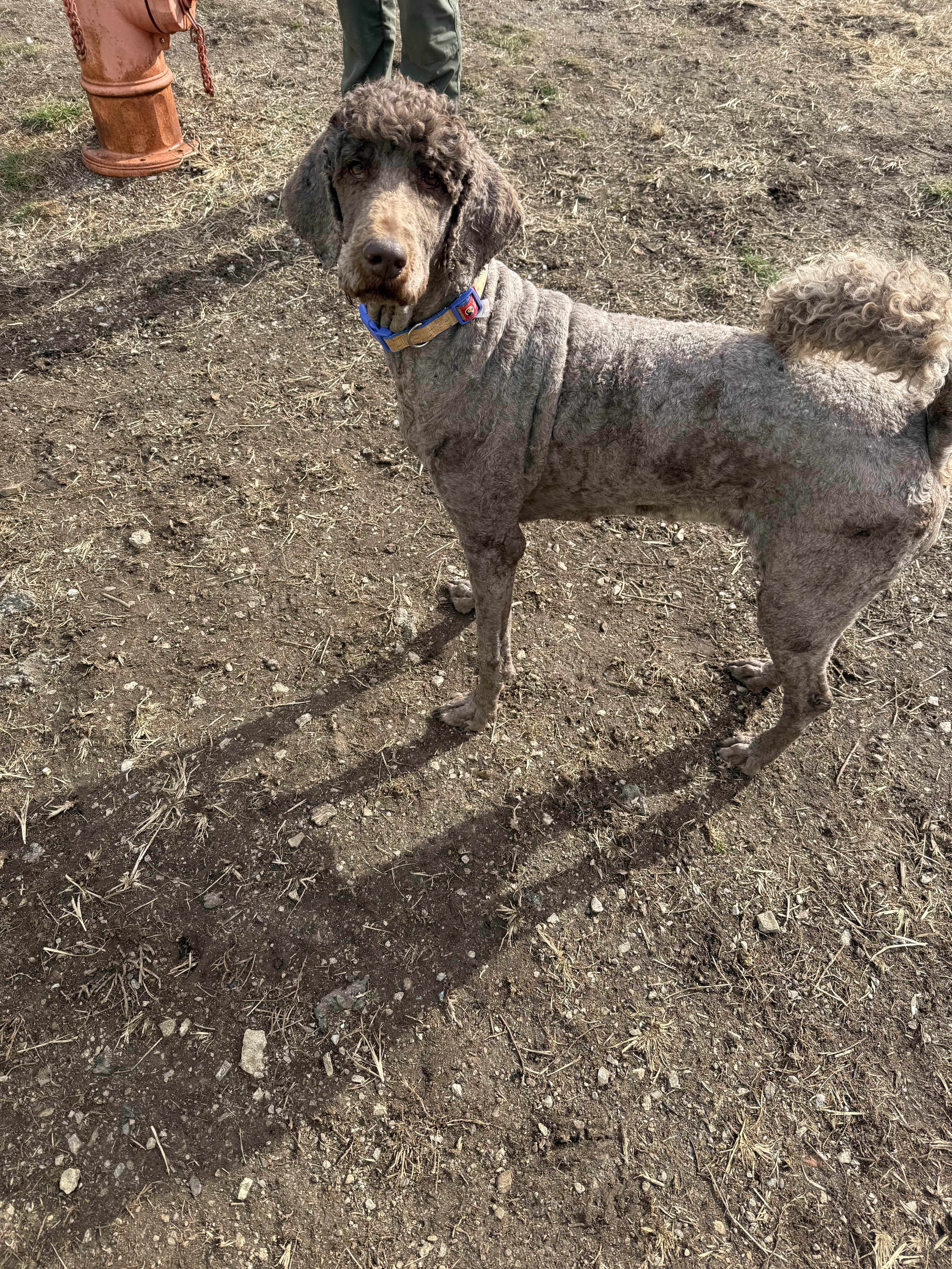 Enlarge Adley, a ADOPTABLE Labradoodle in Lexington, KY image 3/3