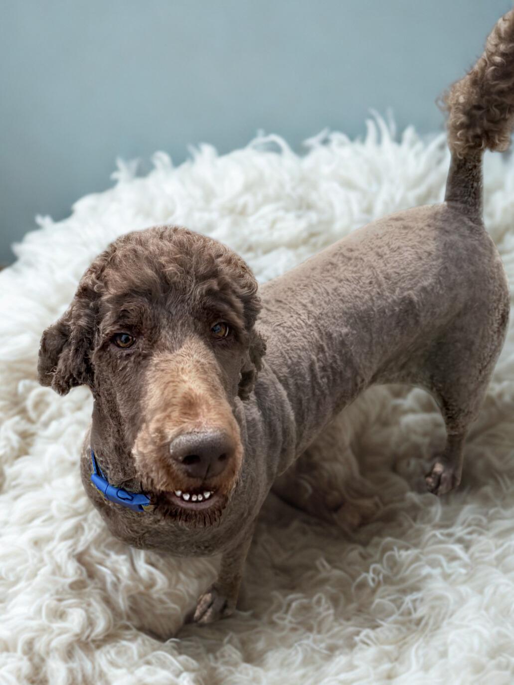 Enlarge Adley, a ADOPTABLE Labradoodle in Lexington, KY image 2/3