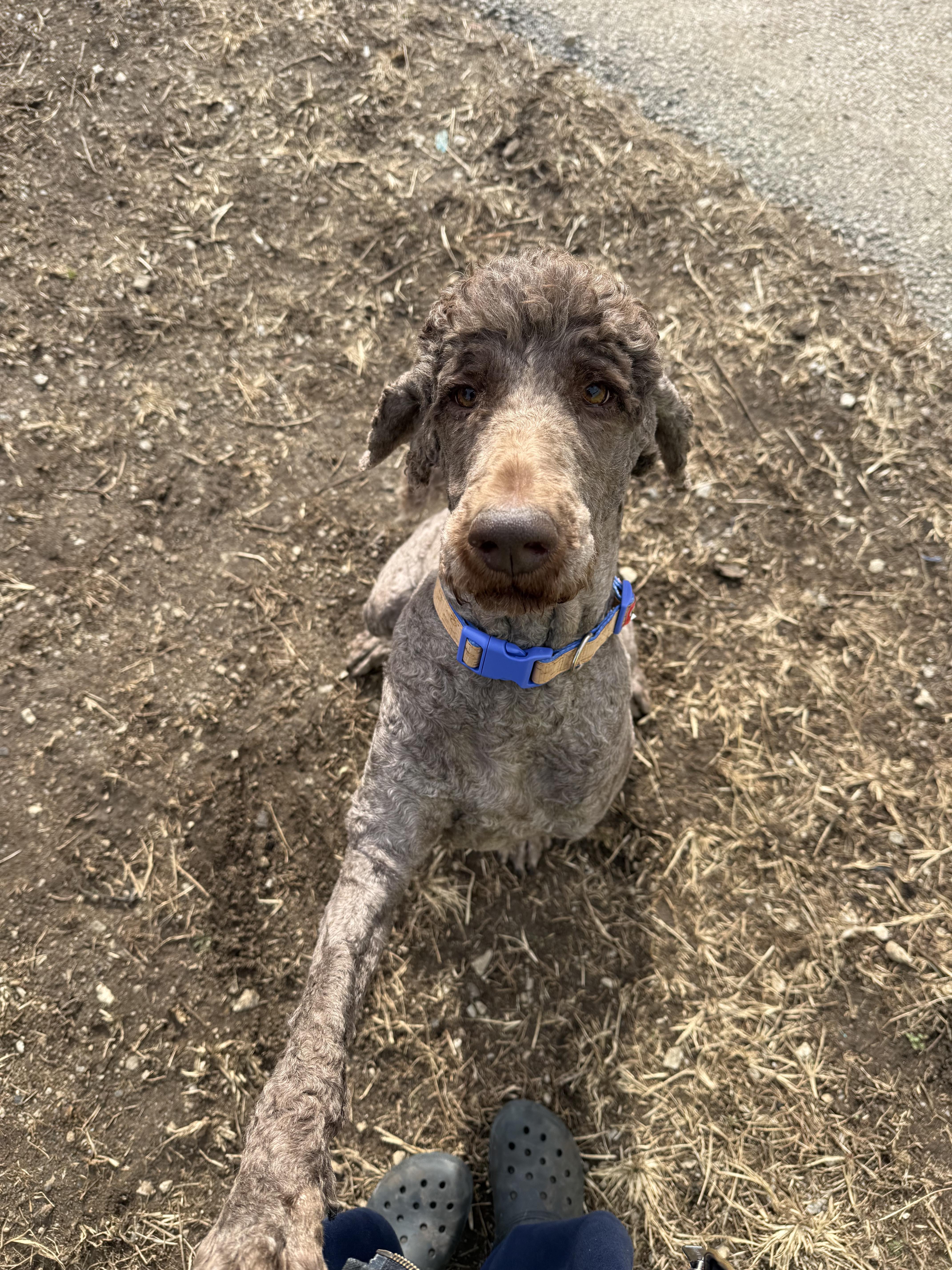 Enlarge Adley, a ADOPTABLE Labradoodle in Lexington, KY image 1/3