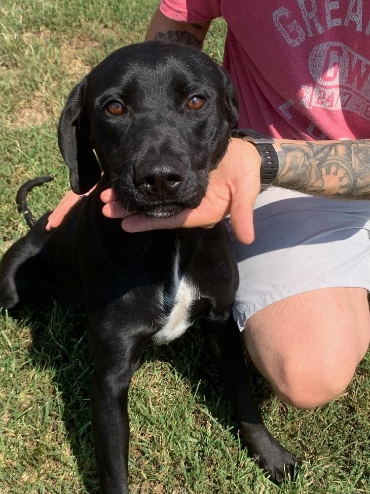 Roy, Adoptable, Young Male Labrador Retriever.