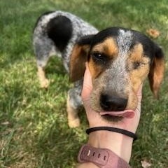 Enlarge Kali, a Adopted Beagle in Covington, KY image 2/4