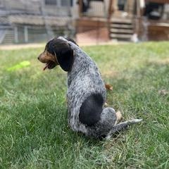 Enlarge Kali, a Adopted Beagle in Covington, KY image 3/4