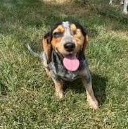 Kali, Adopted, Young Female Beagle.