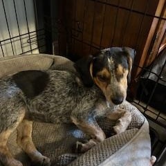 Enlarge Kali, a Adopted Beagle in Covington, KY image 4/4