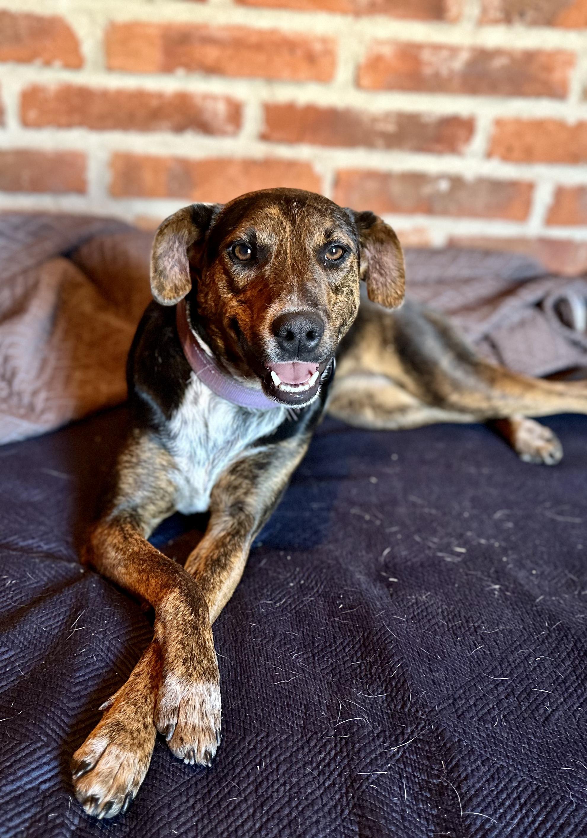 Enlarge Pepper, a Adopted mixed breed in Encino, CA image 3/5