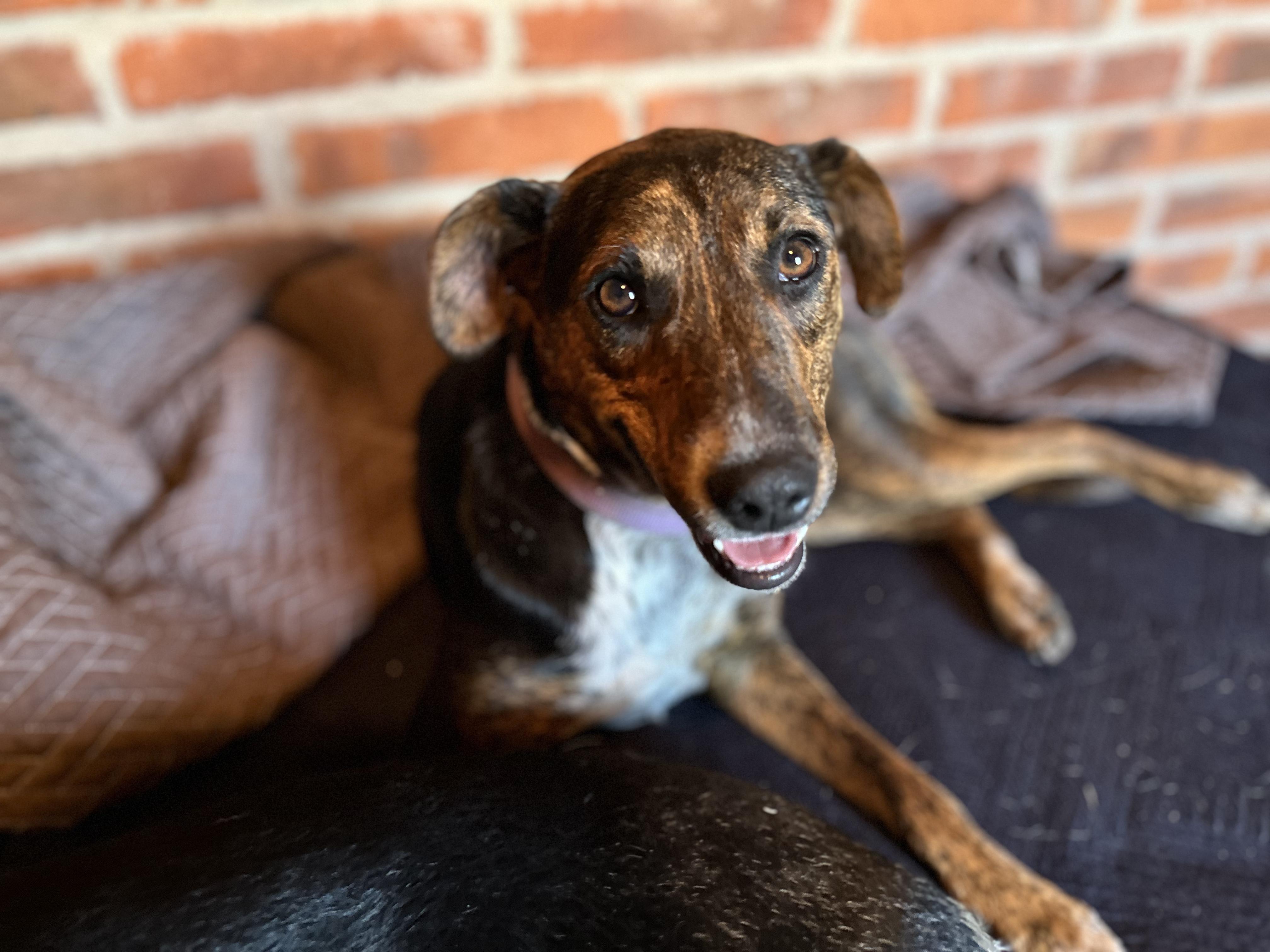 Pepper, Adopted, Adult Female Hound & Shepherd.