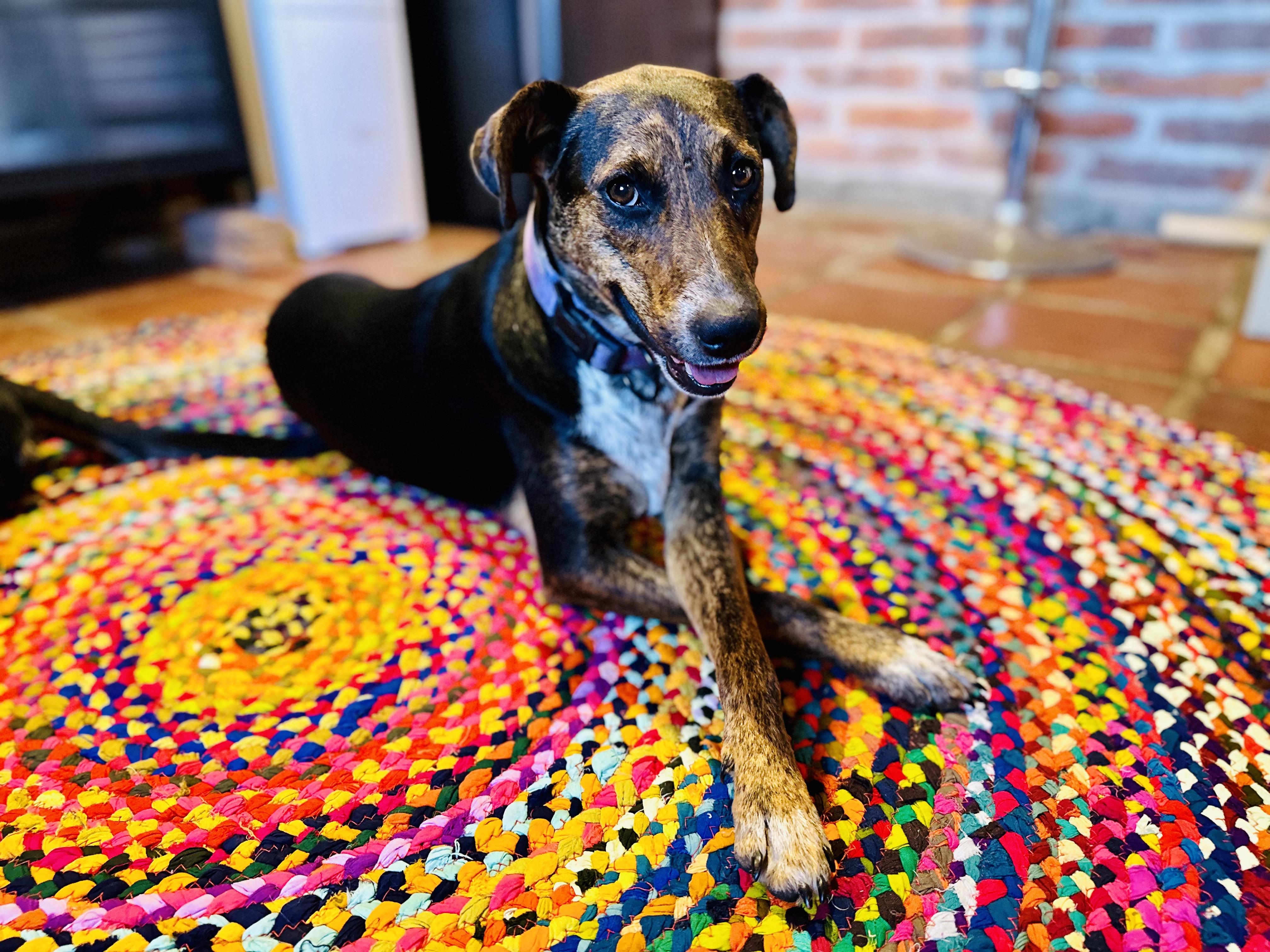 Enlarge Pepper, a Adopted mixed breed in Encino, CA image 4/5