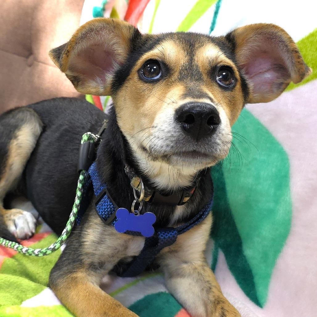 Seattle, Adoptable, Puppy Female Labrador Retriever & Border Collie.