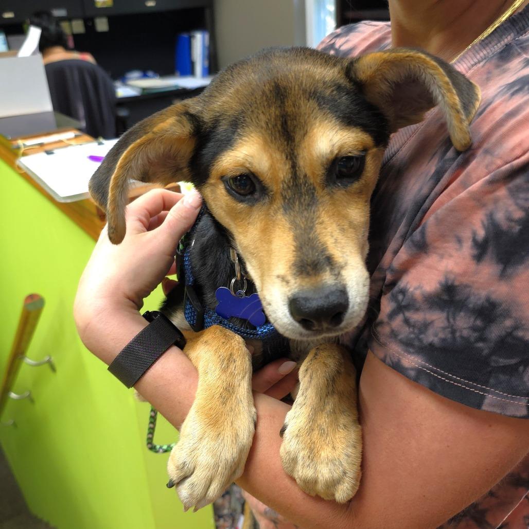 Enlarge Seattle, a Adoptable mixed breed in Michigan City, IN image 2/5