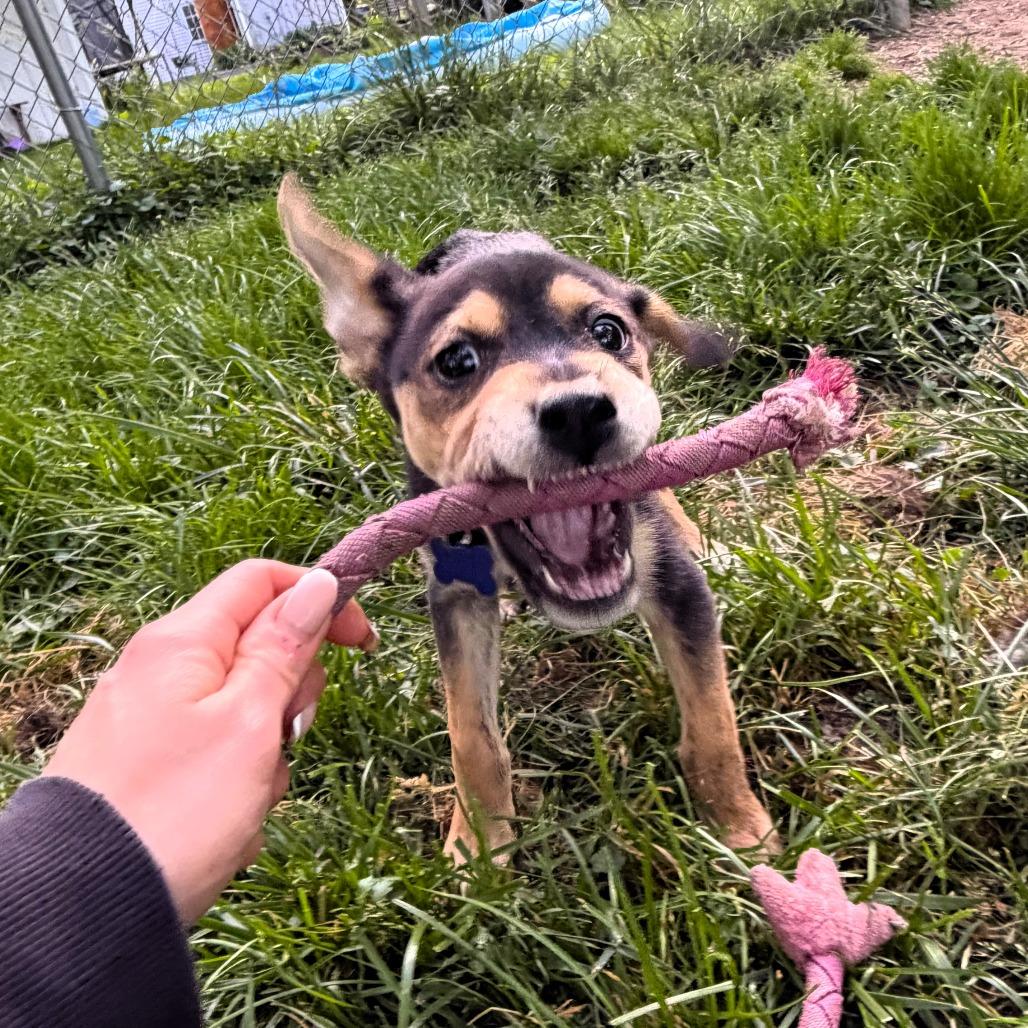 Seattle, Adoptable, Puppy Female Labrador Retriever & Border Collie.