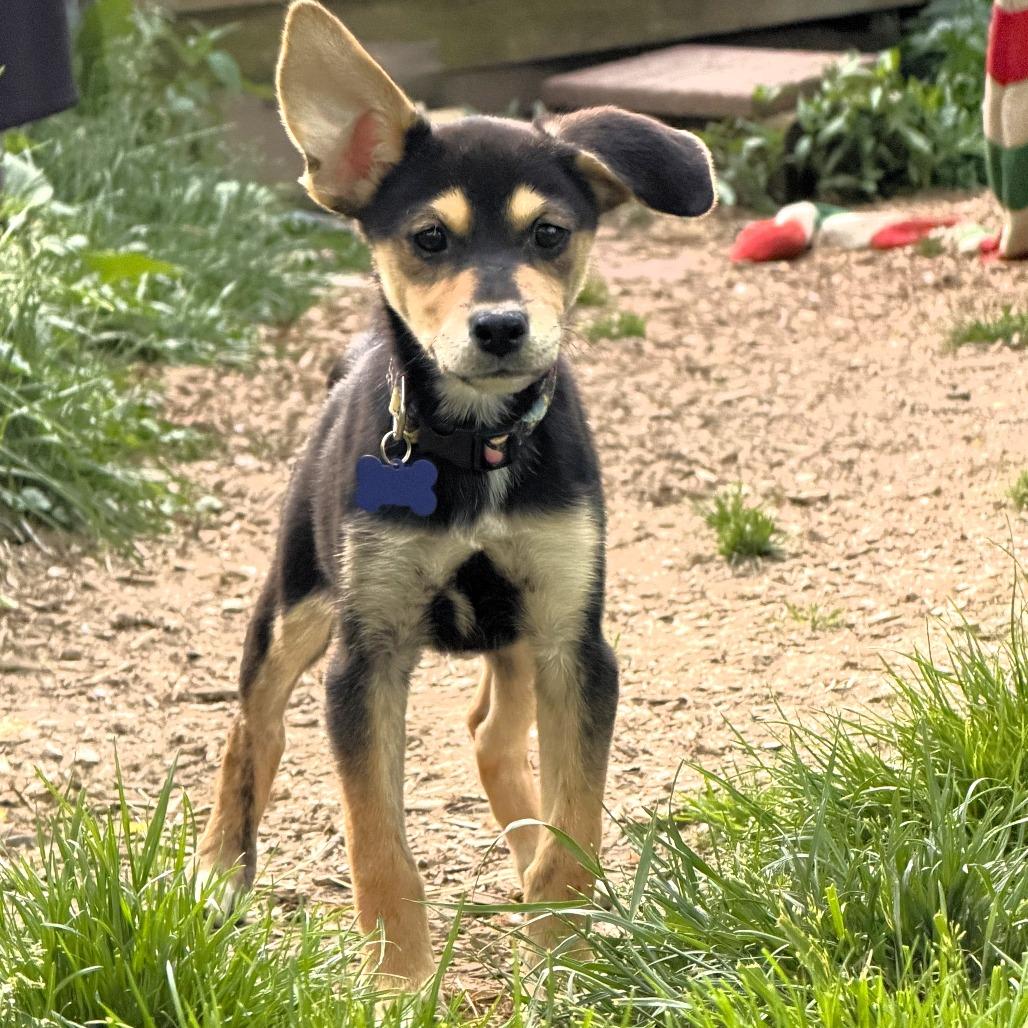 Seattle, a Adoptable mixed breed in Michigan City, IN image 2/3