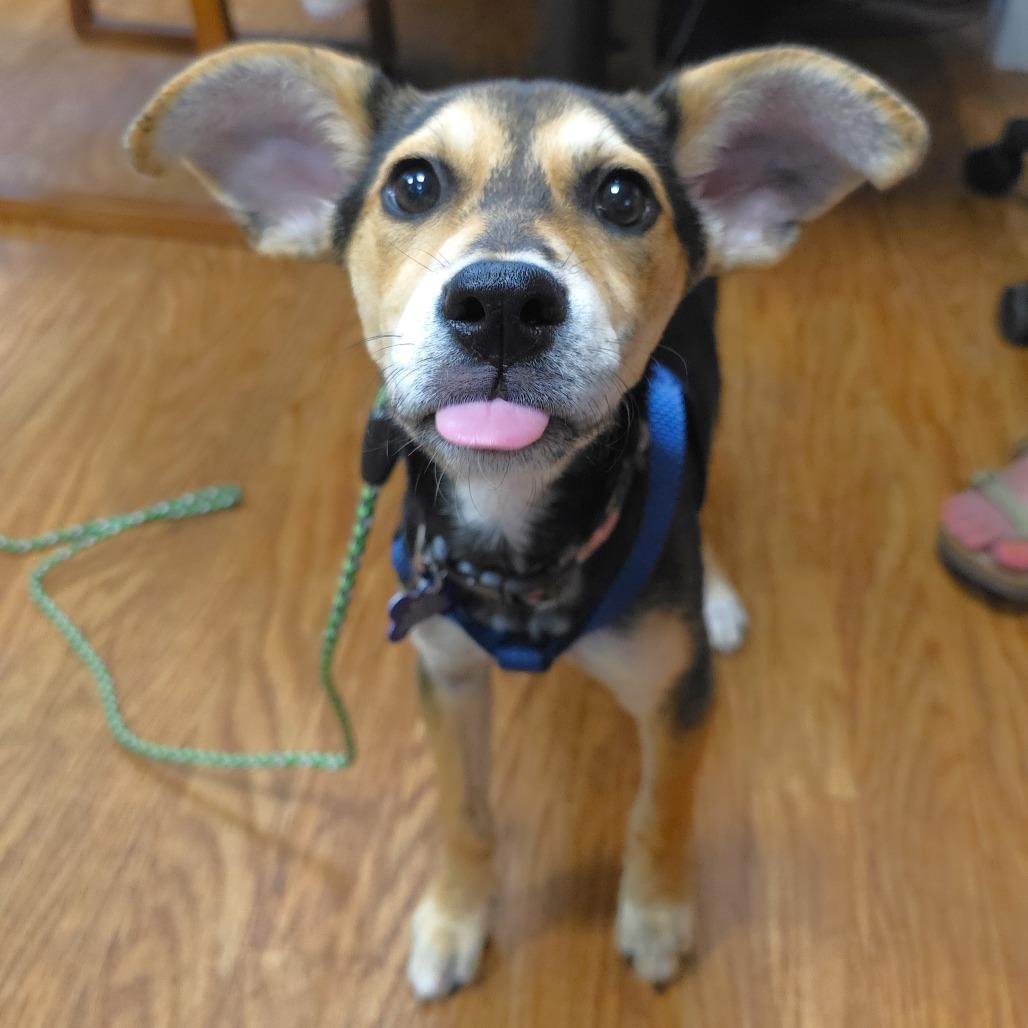 Enlarge Seattle, a Adoptable mixed breed in Michigan City, IN image 3/5