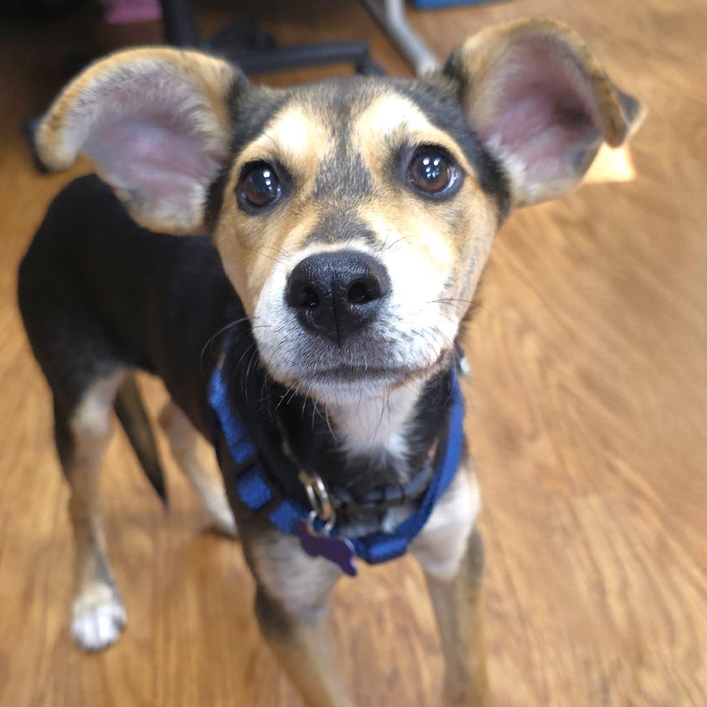 Enlarge Seattle, a Adoptable mixed breed in Michigan City, IN image 4/5
