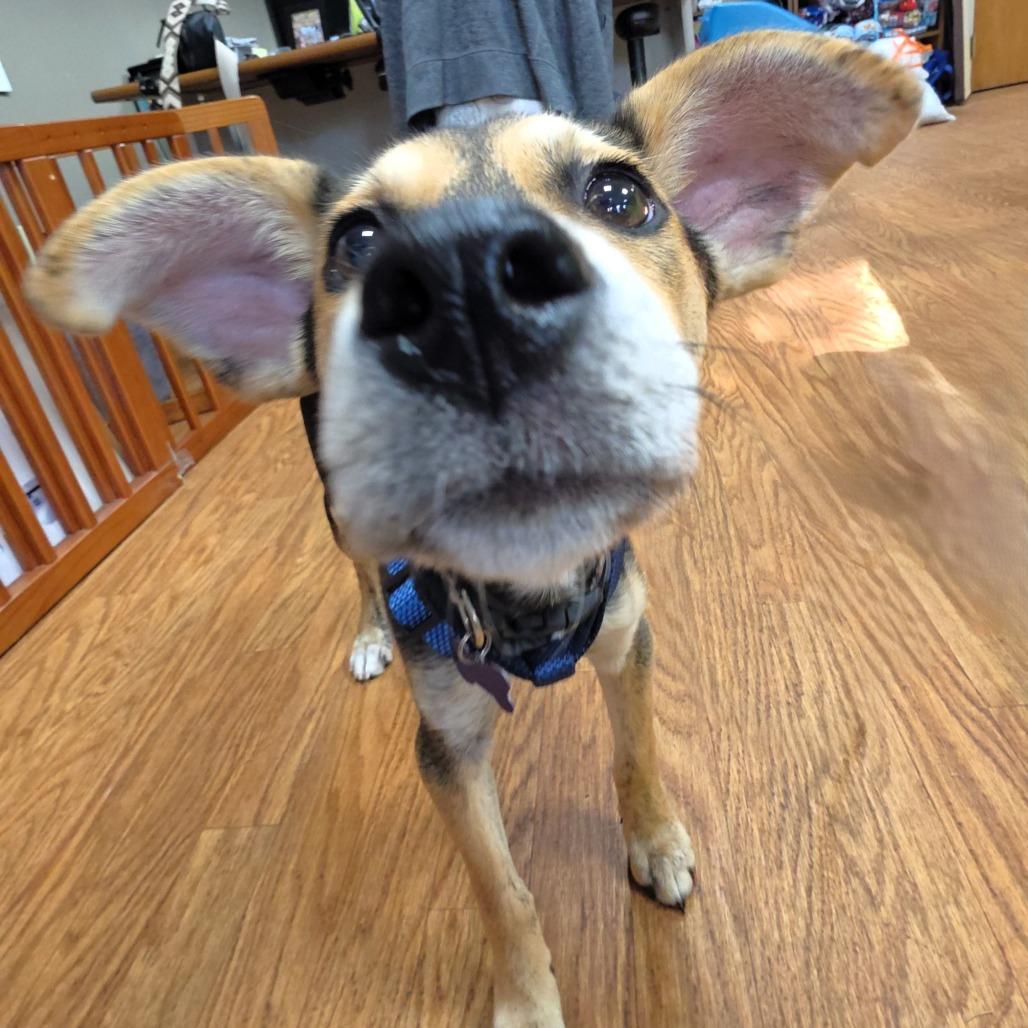 Enlarge Seattle, a Adoptable mixed breed in Michigan City, IN image 5/5