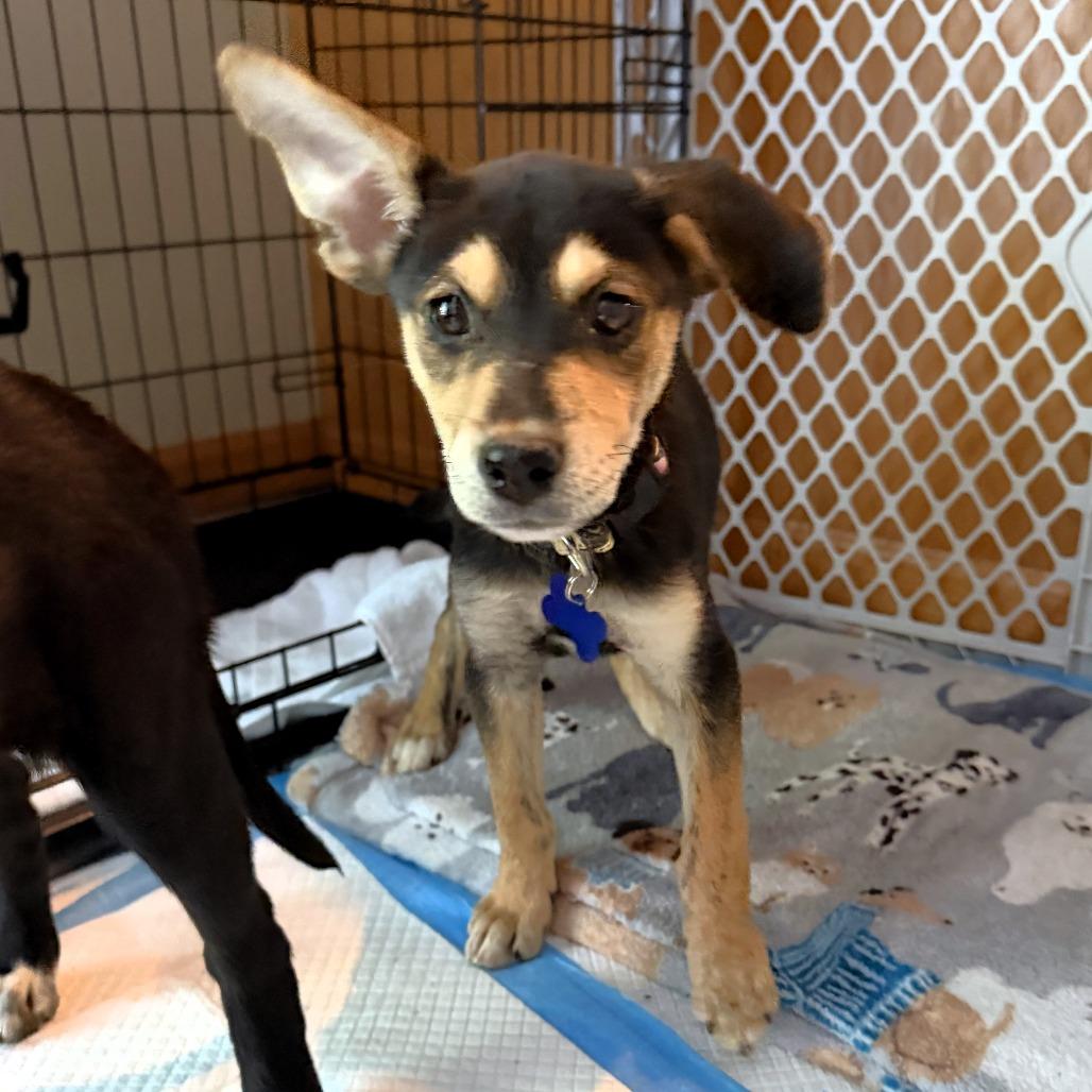 Seattle, a Adoptable mixed breed in Michigan City, IN image 3/3