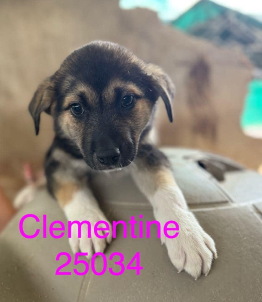 Clementine, Young Female unknown