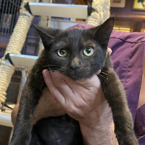 Rene, a Adoptable Domestic Short Hair in Davie, FL image 1/3