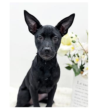 LOVE, ADOPTABLE, Young Female Labrador Retriever.