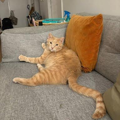 Blondie, ADOPTABLE, Adult Male Domestic Short Hair.