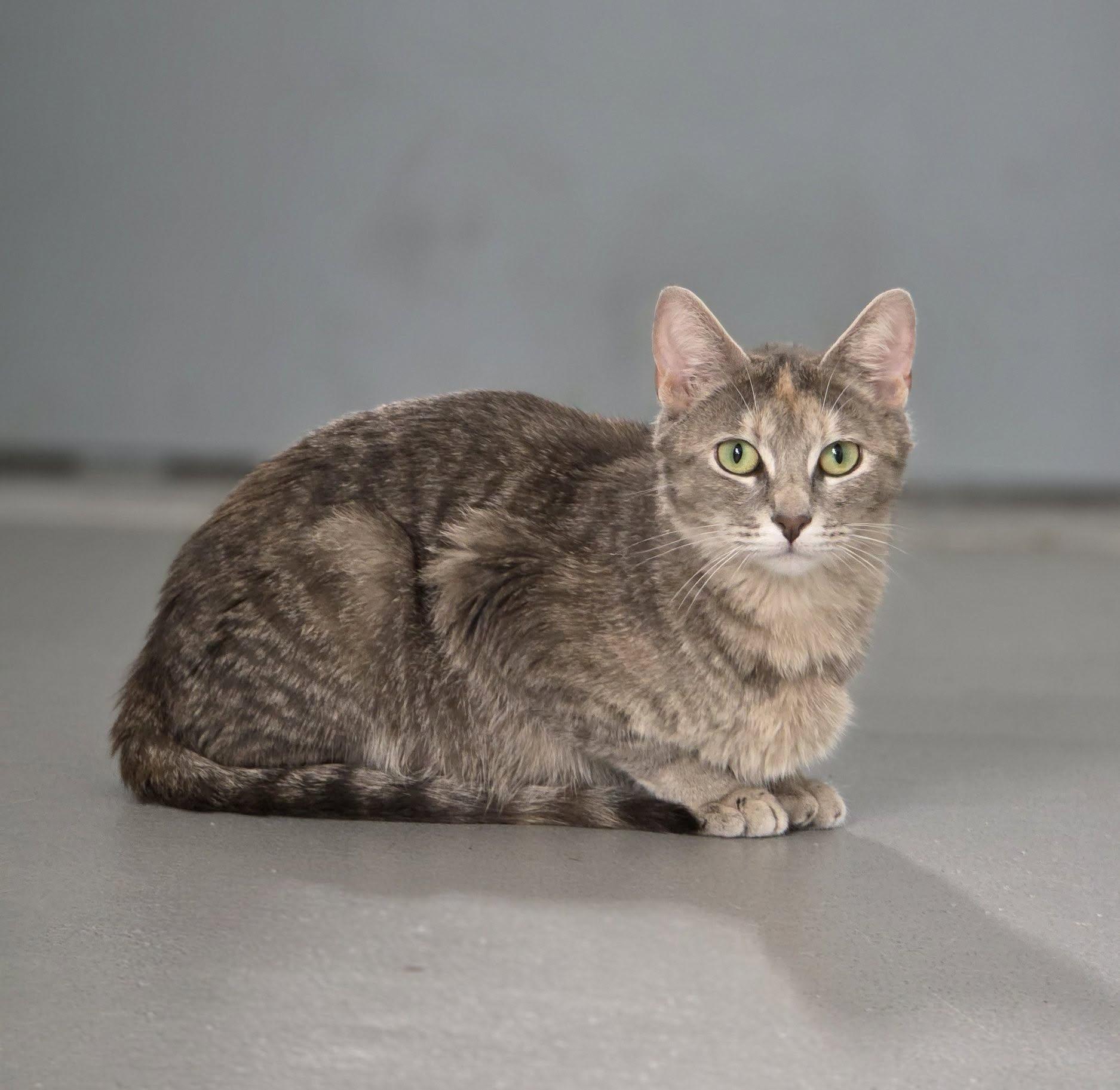 Sarabi, adopted, Adult Female Domestic Short Hair.