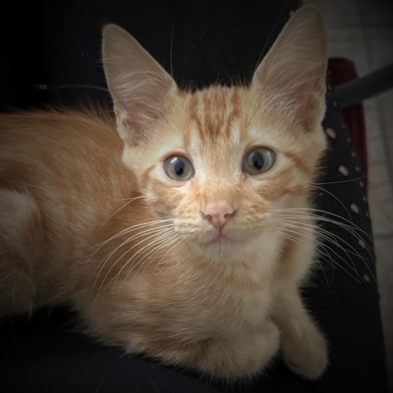 Harry, Adoptable, Young Male Domestic Short Hair.
