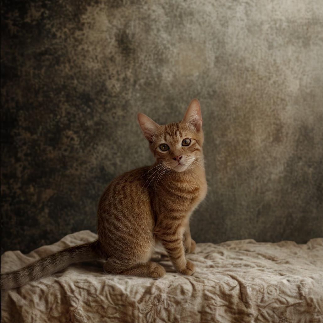 Enlarge Harry, a Adoptable Domestic Short Hair in Rio Grande, PR image 2/2