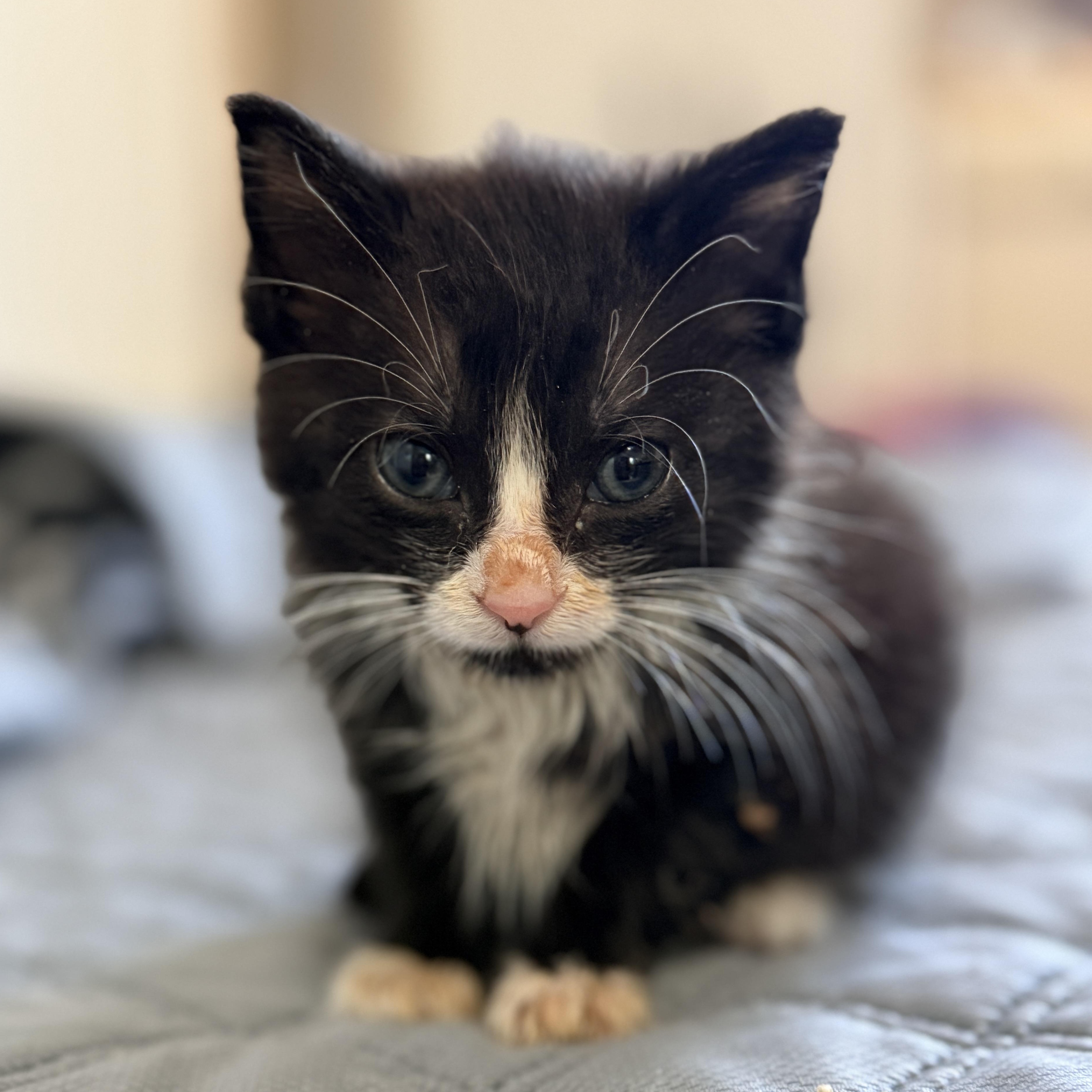 Enlarge Oreo, a Adoptable Domestic Short Hair in Columbia, MD image 2/5
