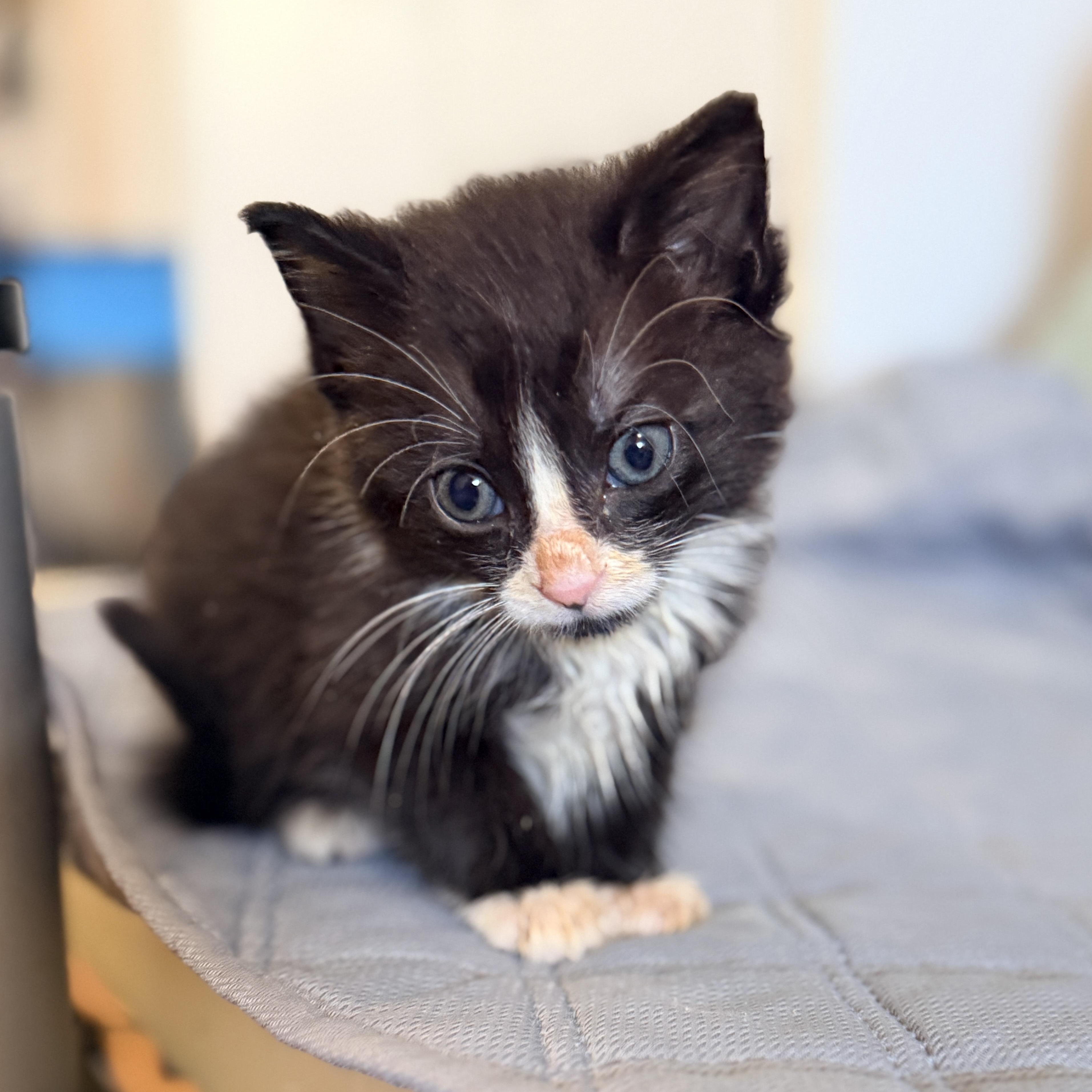 Enlarge Oreo, a Adoptable Domestic Short Hair in Columbia, MD image 3/5