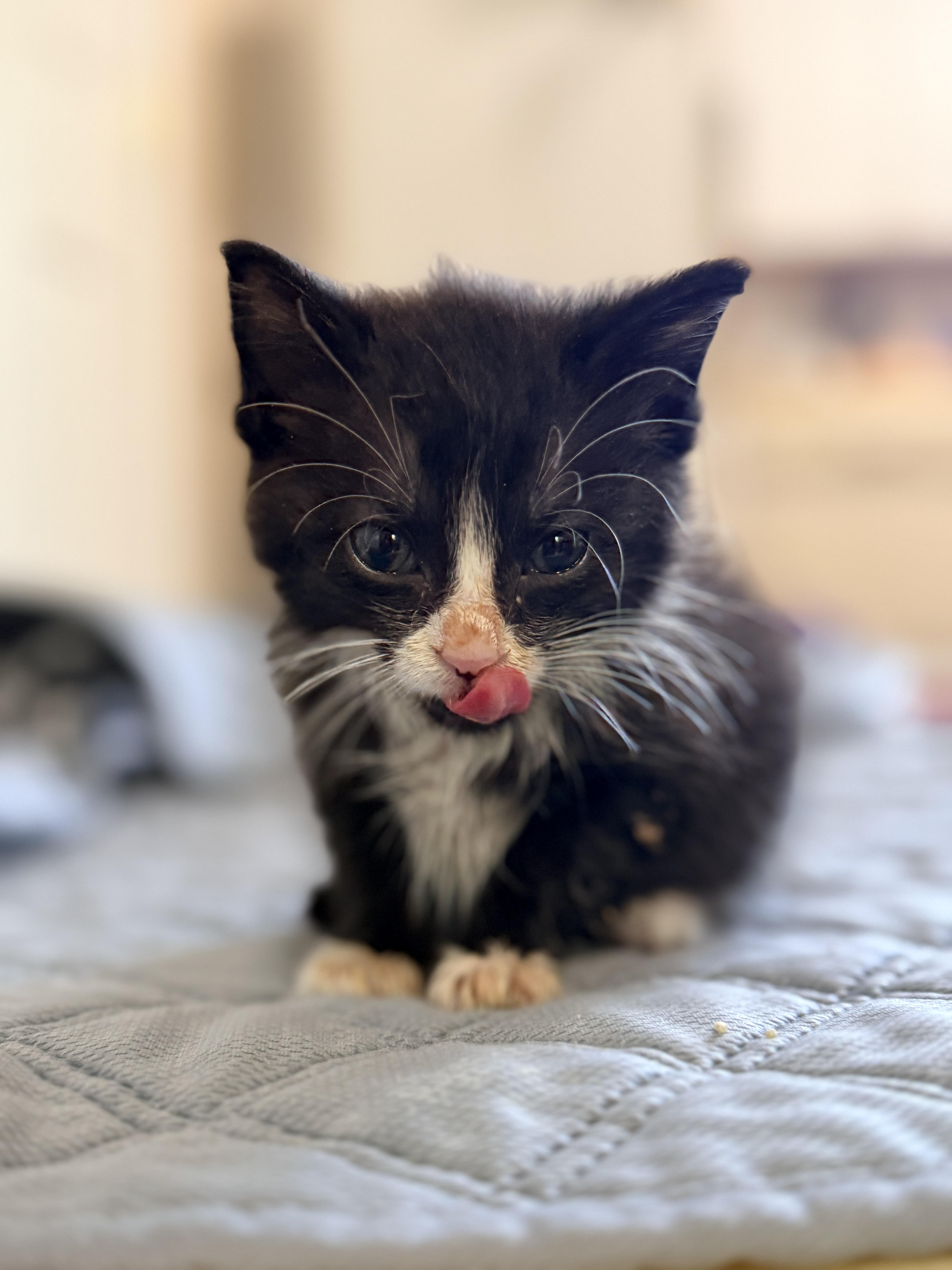 Enlarge Oreo, a Adoptable Domestic Short Hair in Columbia, MD image 5/5