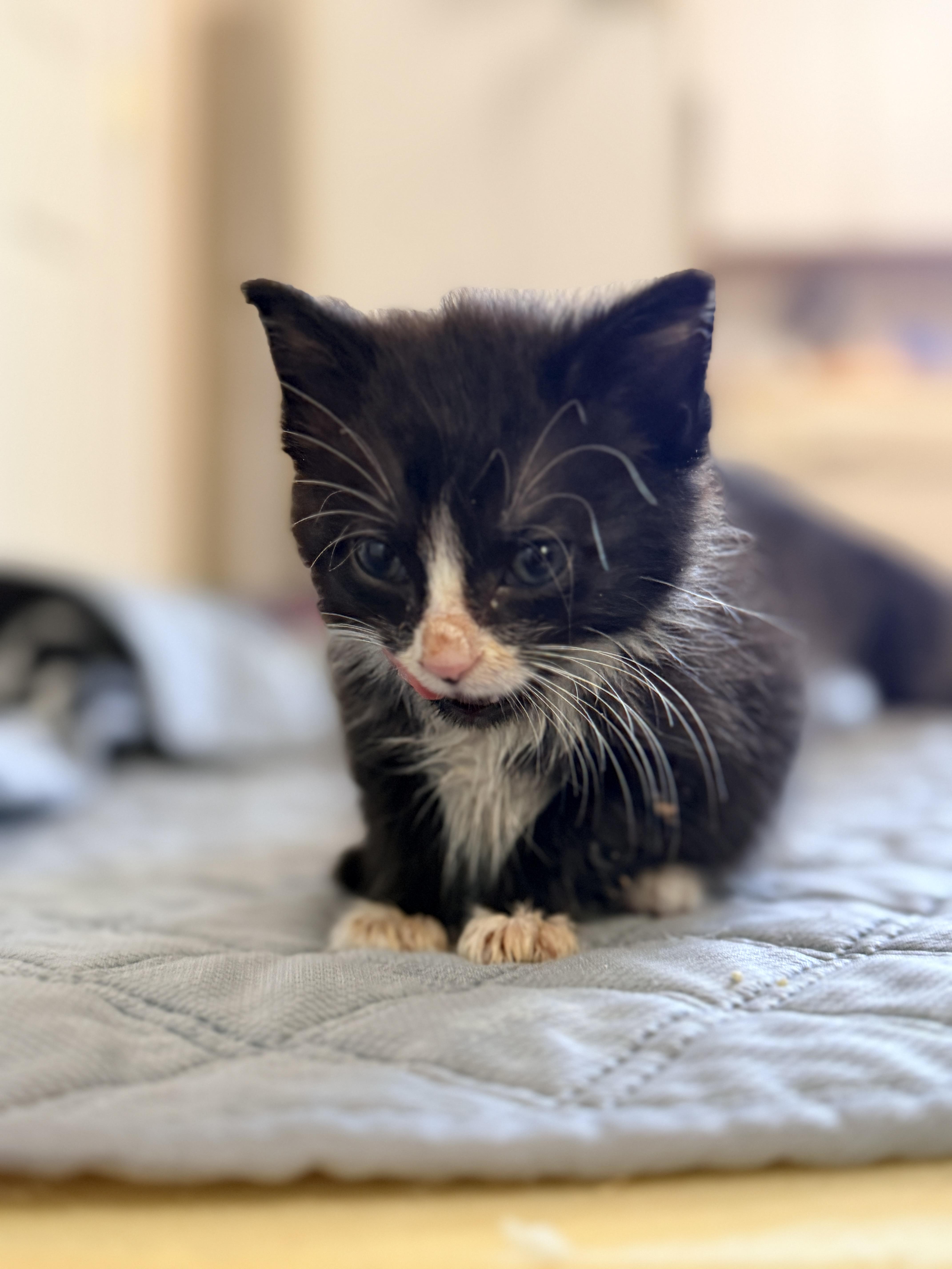 Enlarge Oreo, a Adoptable Domestic Short Hair in Columbia, MD image 4/5