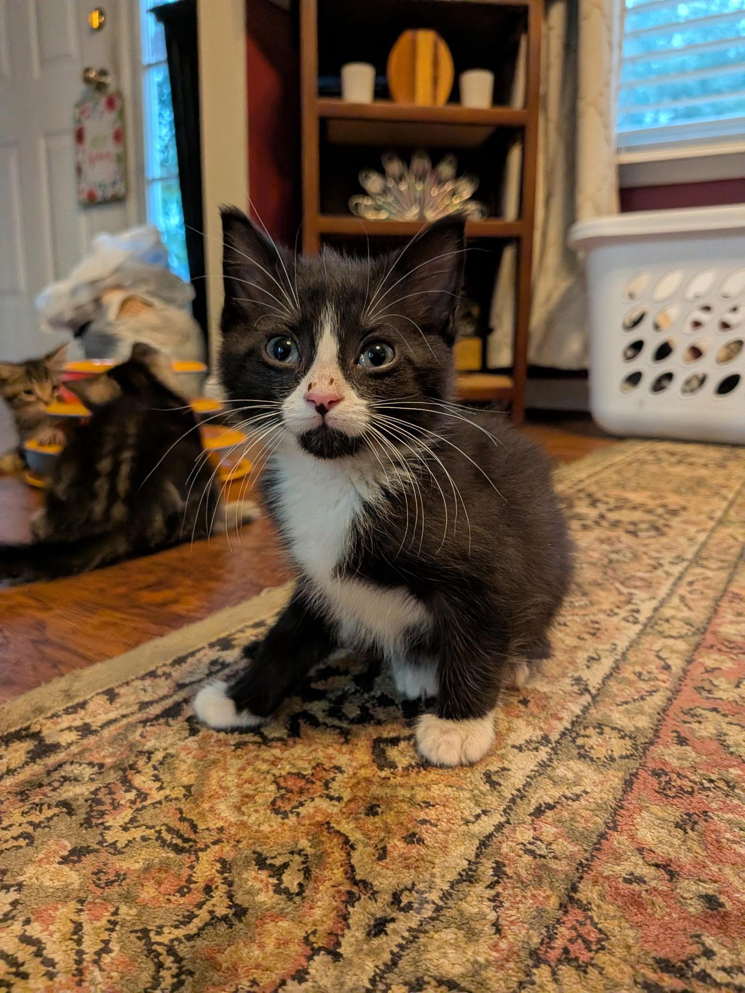 Oreo, Adoptable, Kitten Male Domestic Short Hair.