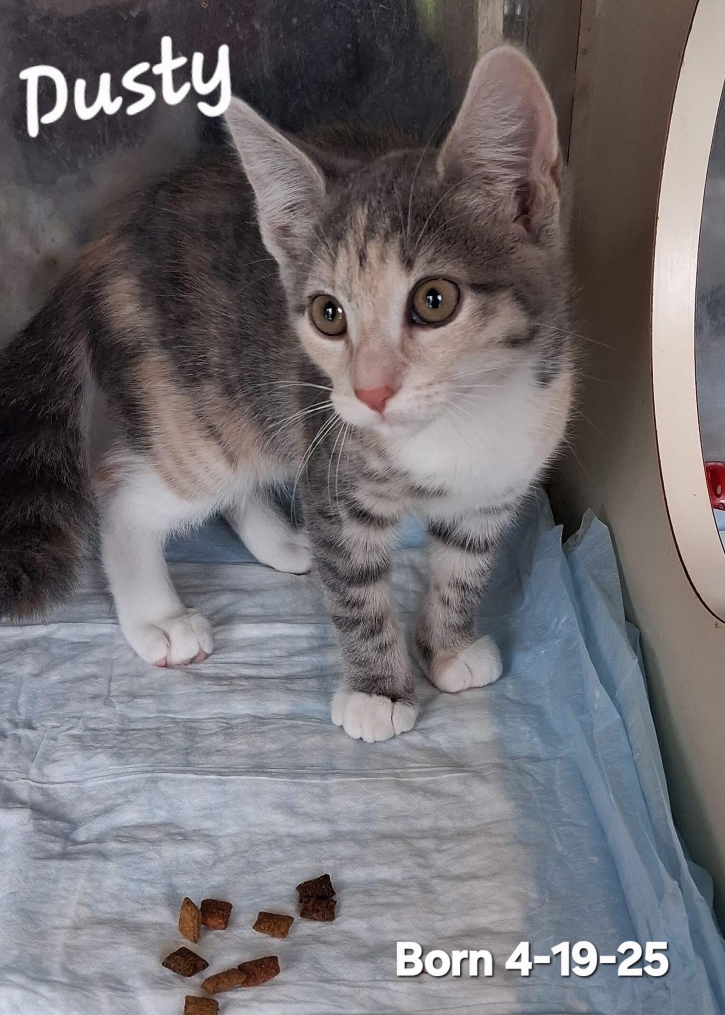 Dusty, adopted, Kitten Female Dilute Tortoiseshell.