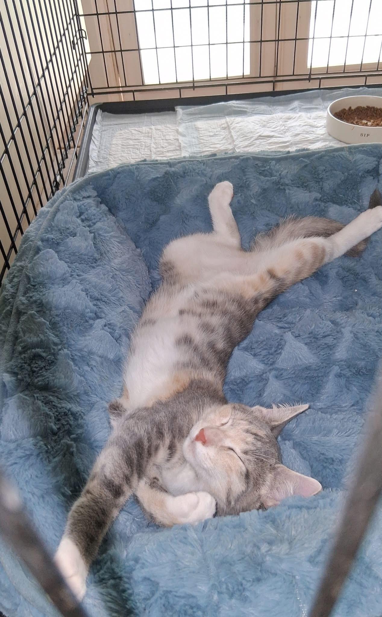 Enlarge Dusty, an adopted Dilute Tortoiseshell in Little River, SC image 2/2