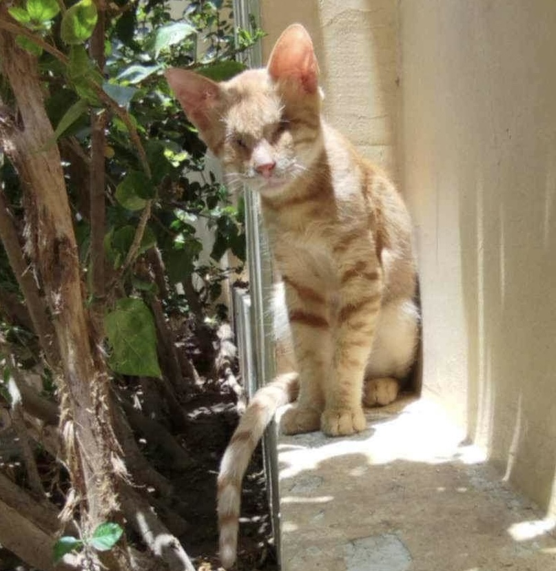 Enlarge Losé BLIND MM, a Adoptable Egyptian Mau in Brampton, ON image 1/3