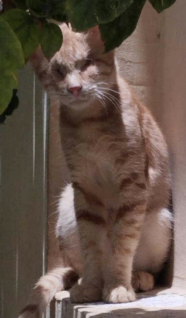 Enlarge Losé BLIND MM, a Adoptable Egyptian Mau in Brampton, ON image 2/3