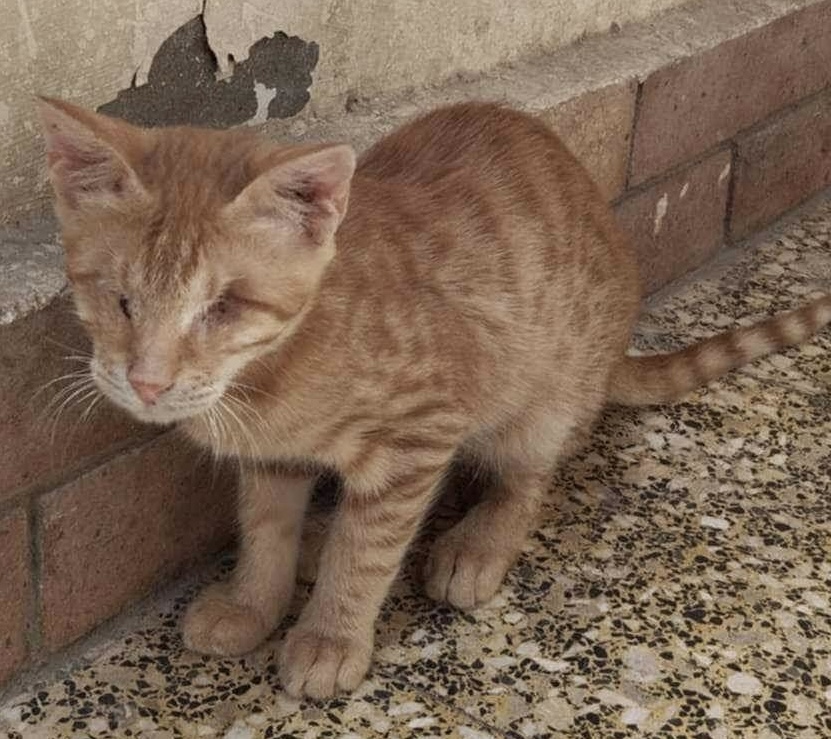 Enlarge Losé BLIND MM, a Adoptable Egyptian Mau in Brampton, ON image 3/3
