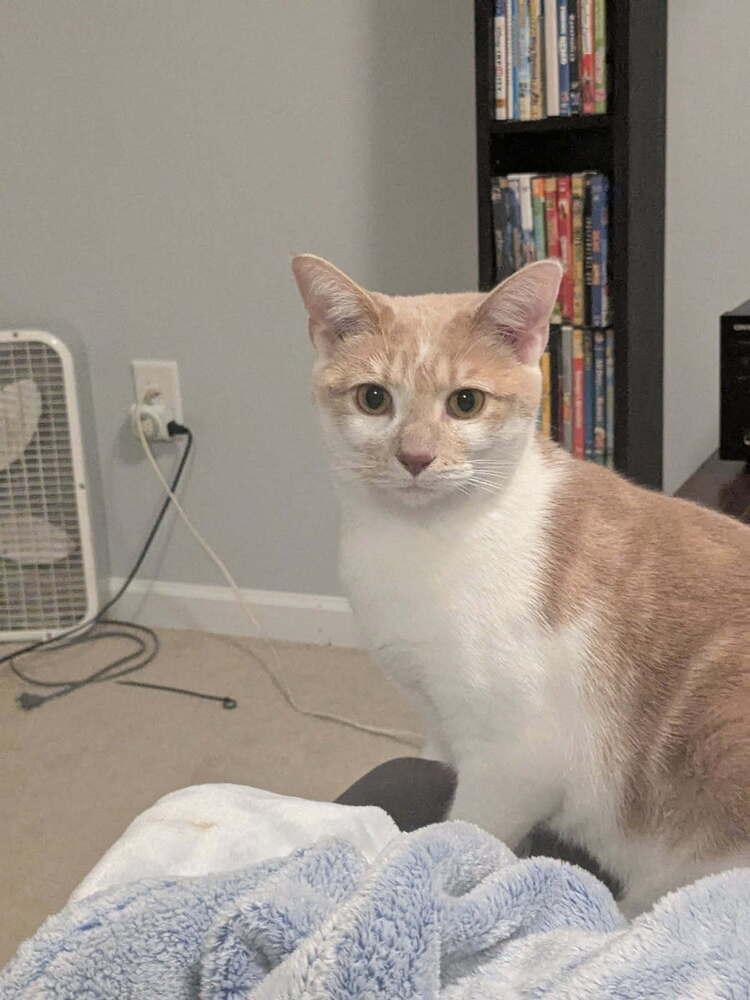 Tweety, a Adoptable Domestic Short Hair in Dayton, OH image 1/6