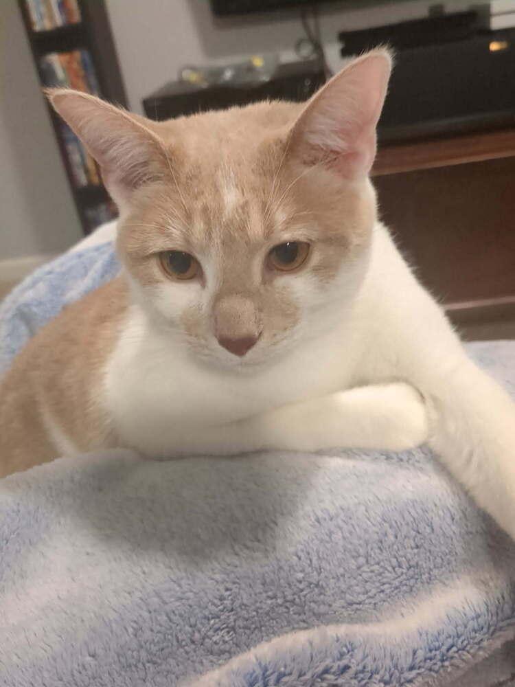 Tweety, a Adoptable Domestic Short Hair in Dayton, OH image 2/6