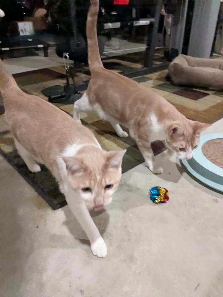 Tweety, a Adoptable Domestic Short Hair in Dayton, OH image 3/6