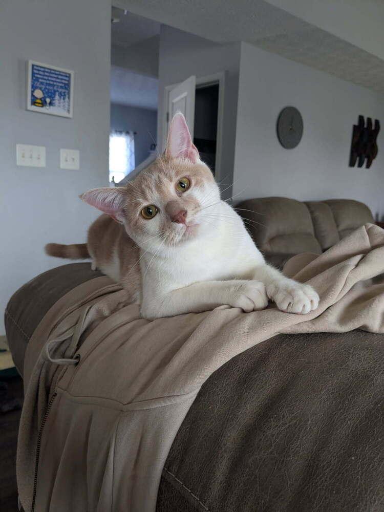 Tweety, a Adoptable Domestic Short Hair in Dayton, OH image 5/6