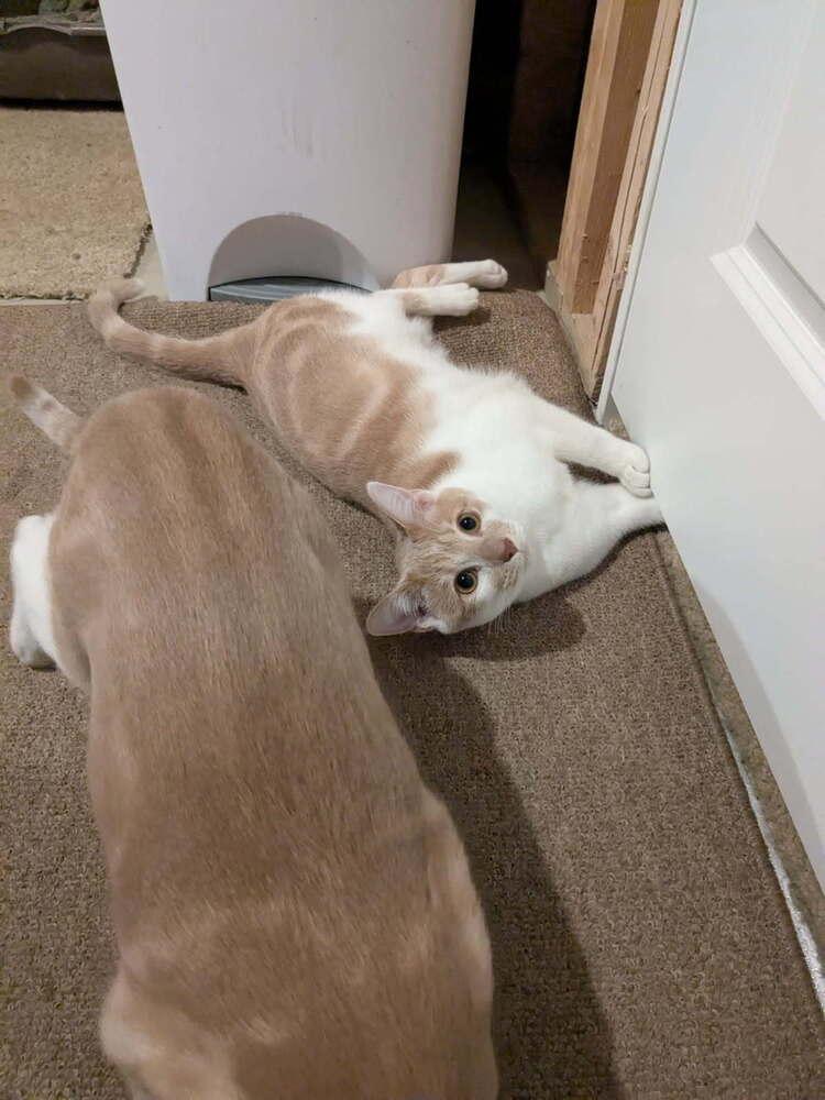 Tweety, a Adoptable Domestic Short Hair in Dayton, OH image 6/6