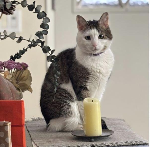 Houdini- with Zen, an adoptable Domestic Short Hair in Camarillo, CA, 93012 | Photo Image 1