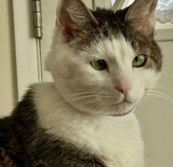 Houdini- with Zen, an adoptable Domestic Short Hair in Camarillo, CA, 93012 | Photo Image 2
