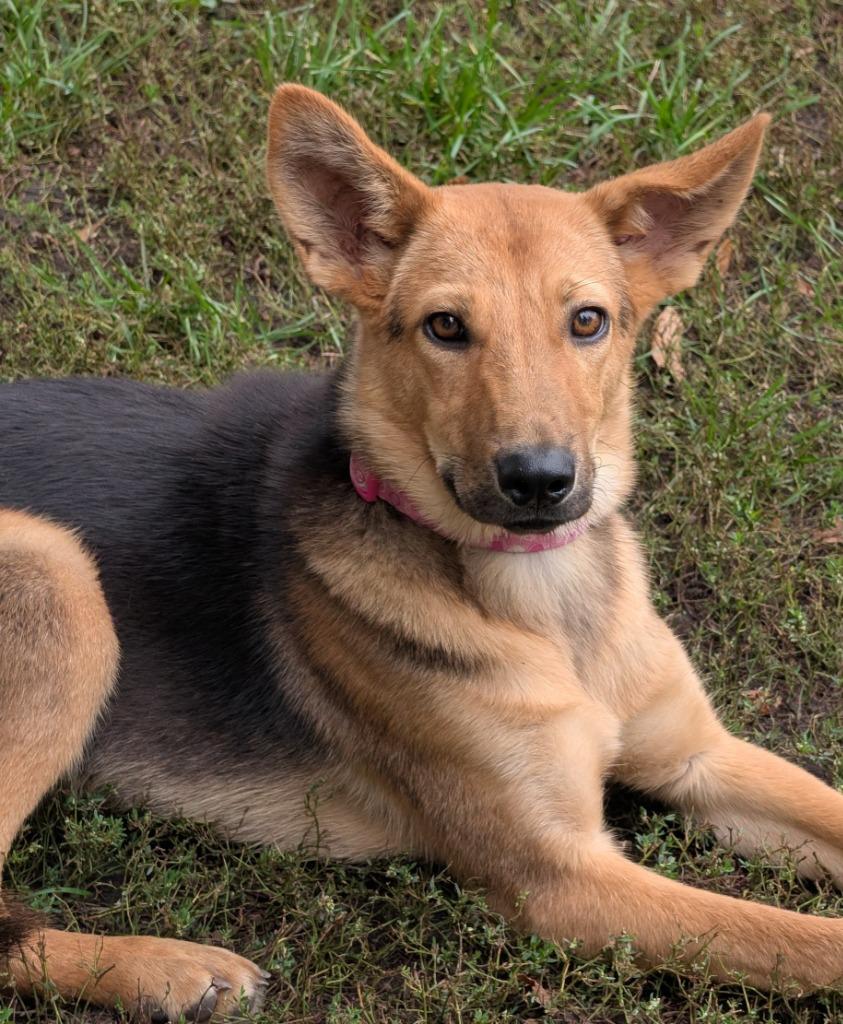 Enlarge Lexus, a Adoptable mixed breed in Saint James, MN image 1/3