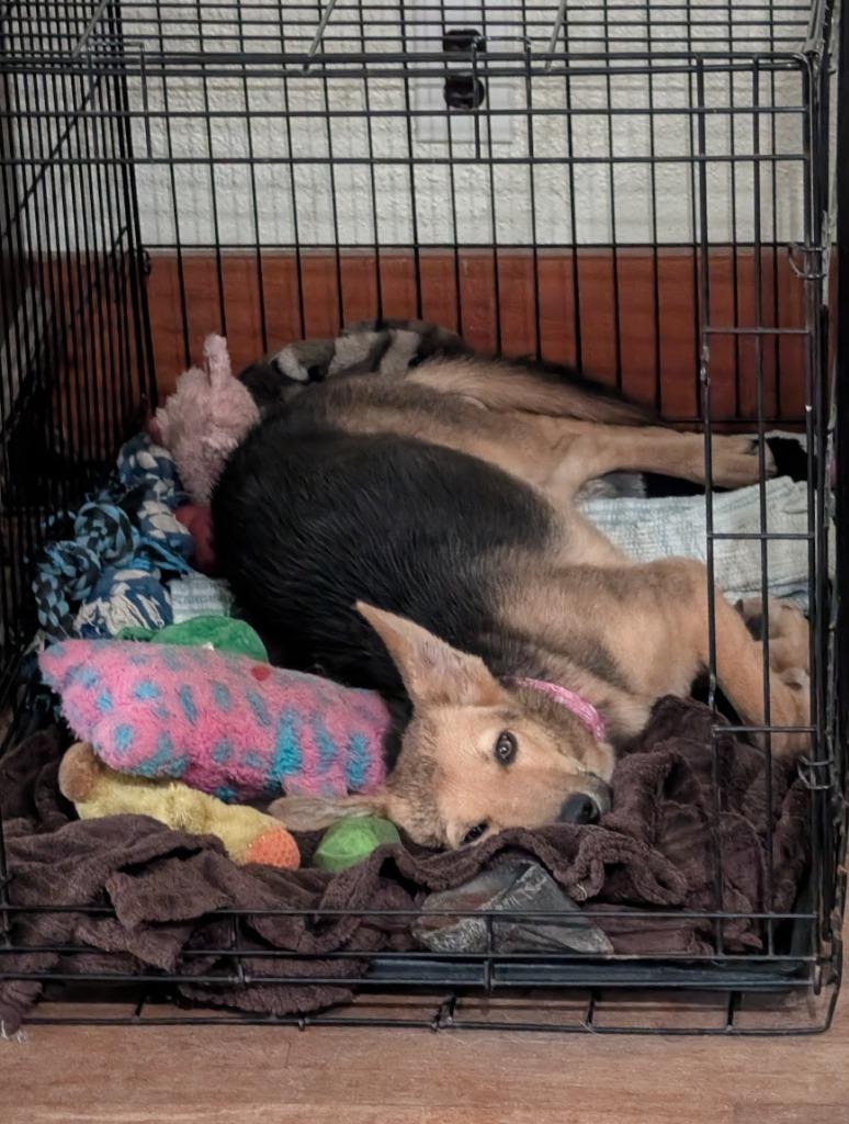 Enlarge Lexus, a Adoptable mixed breed in Saint James, MN image 2/3
