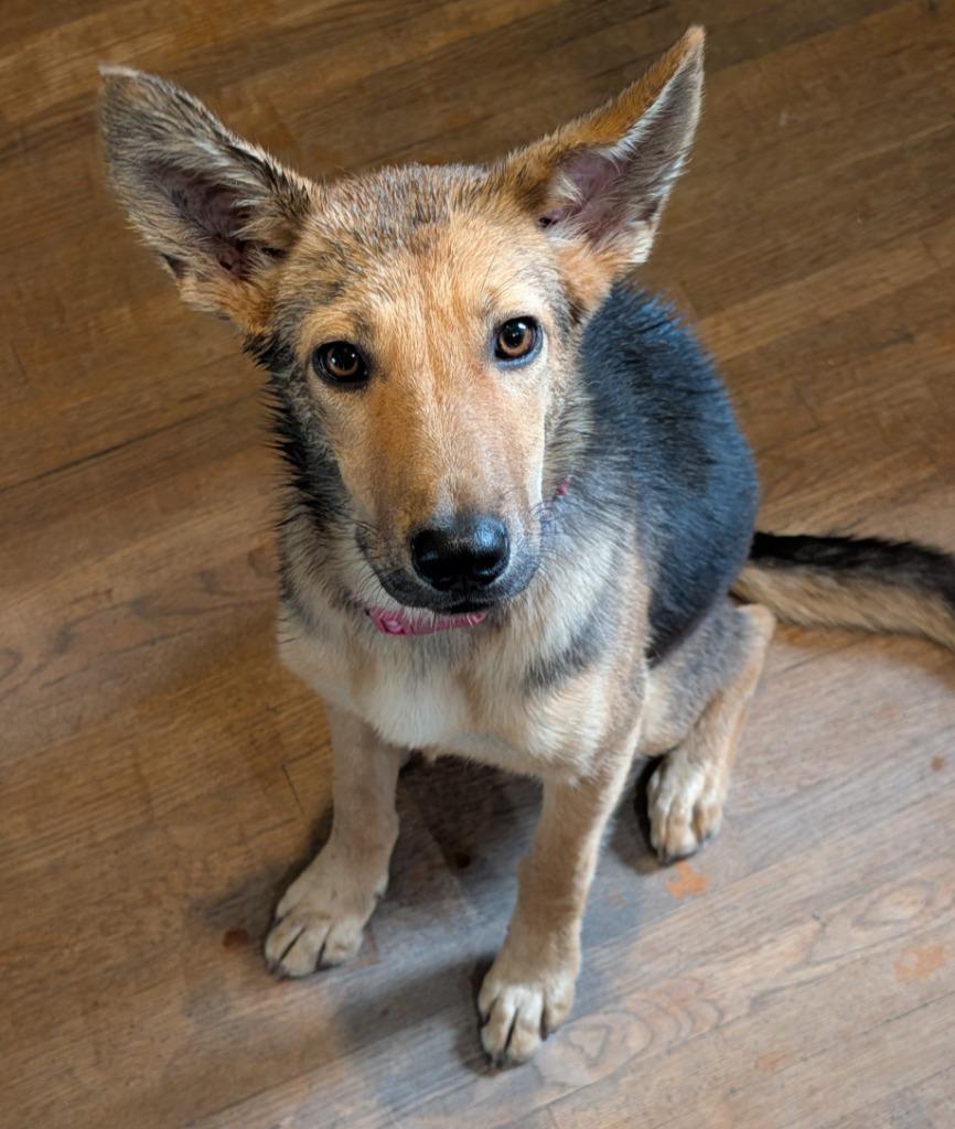 Enlarge Lexus, a Adoptable mixed breed in Saint James, MN image 3/3