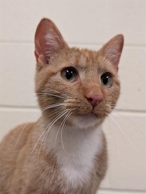 STARFIRE, Adoptable, Young Female Domestic Short Hair.