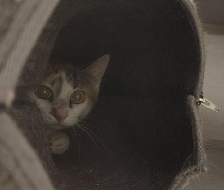 Enlarge Meryl, a Adoptable Domestic Short Hair in Osseo, MI image 1/1