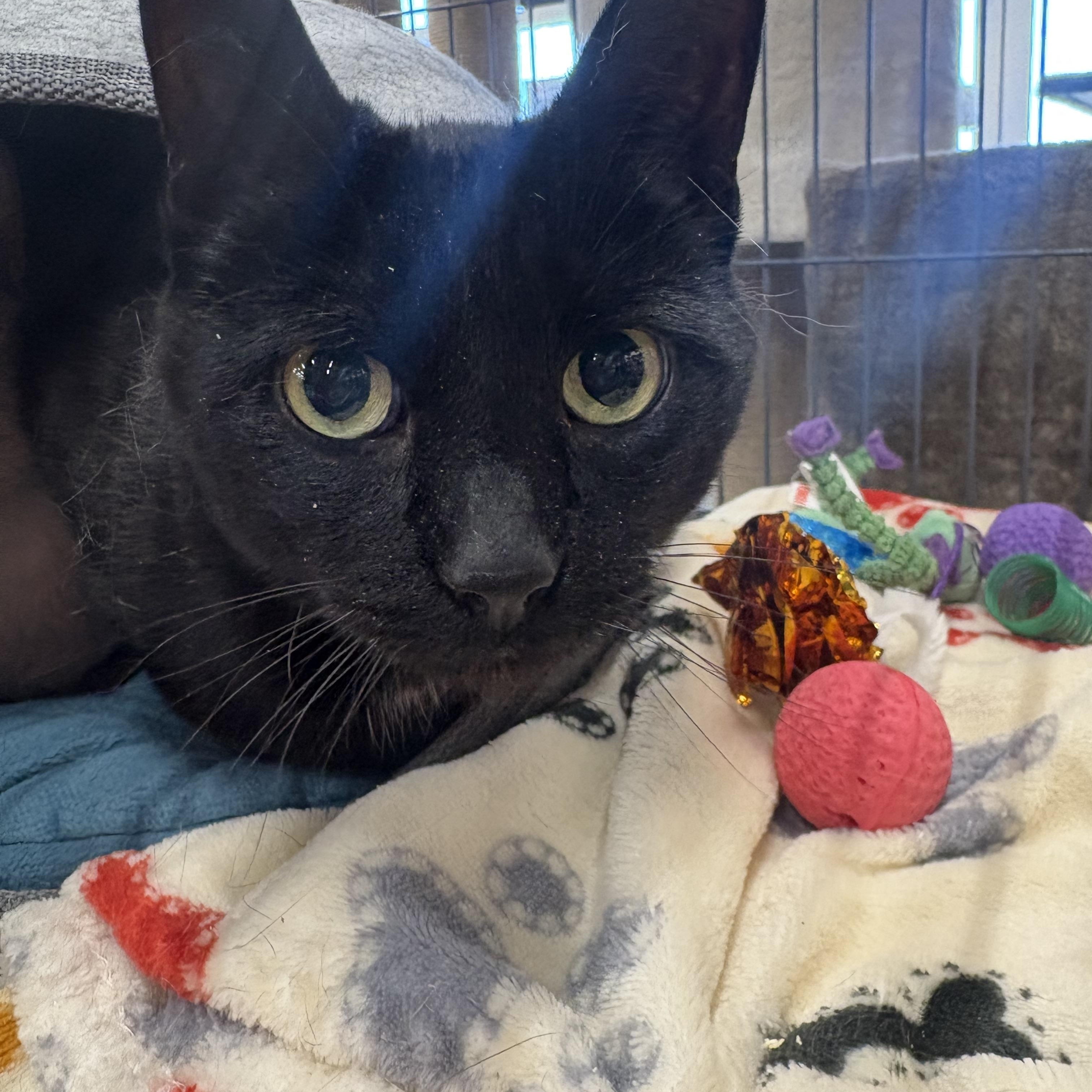 Enlarge Miley, an adopted Domestic Short Hair in Fredericton, NB image 1/1