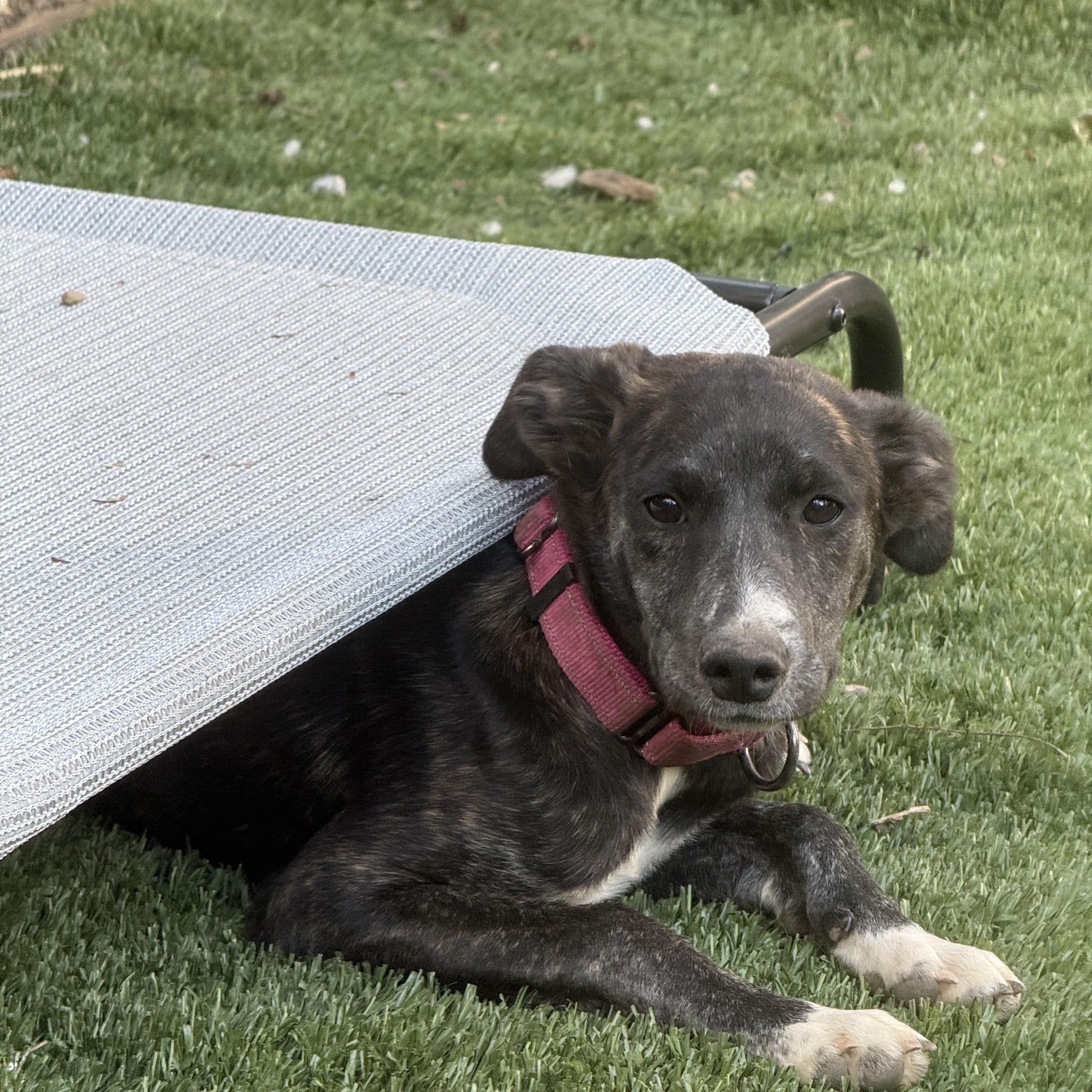 Olive, a ADOPTABLE mixed breed in Sharon, CT image 4/5